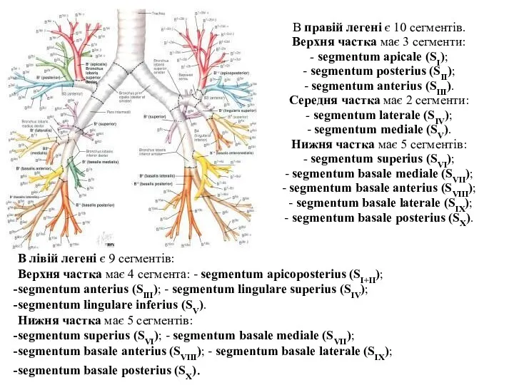 В правiй легенi є 10 сегментiв. Верхня частка має 3 сегменти: - segmentum