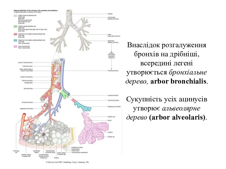 Внаслiдок розгалуження бронхiв на дрiбнiшi, всерединi легенi утворюється бронхiальне дерево, arbor bronchialis. Сукупнiсть
