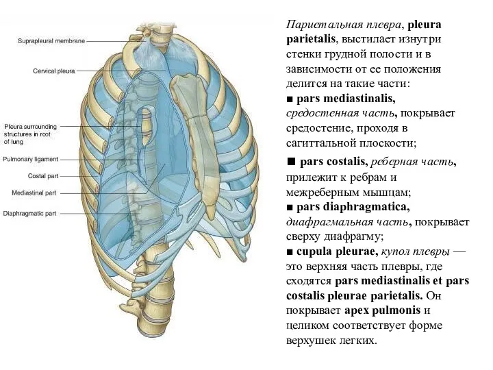 Париетальная плевра, pleura parietalis, выстилает изнутри стенки грудной полости и в зависимости от