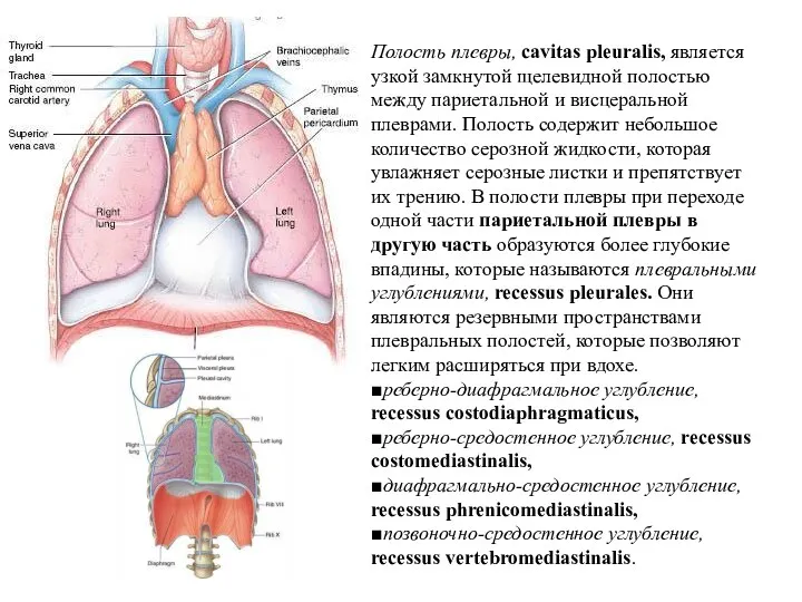 Полость плевры, cavitas pleuralis, является узкой замкнутой щелевидной полостью между париетальной и висцеральной