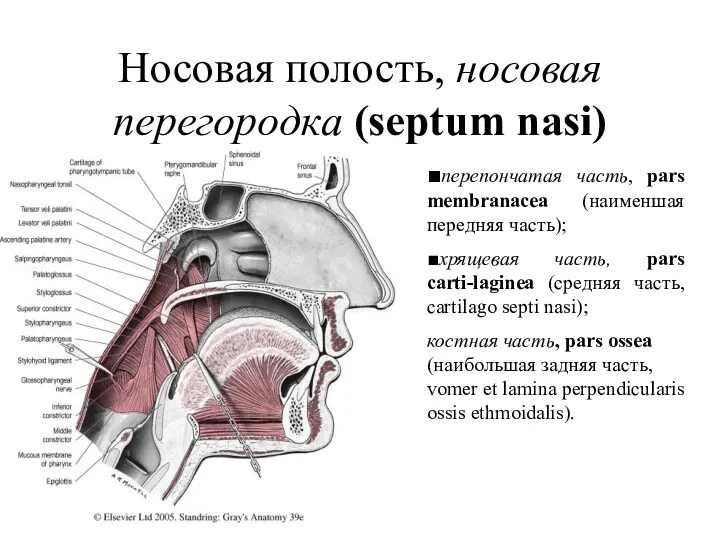 Носовая полость, носовая перегородка (septum nasi) ■перепончатая часть, pars membranacea (наименшая передняя часть);