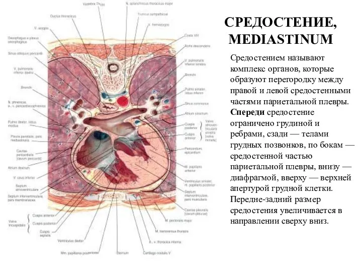 СРЕДОСТЕНИЕ, MEDIASTINUM Средостением называют комплекс органов, которые образуют пе­регородку между правой и левой