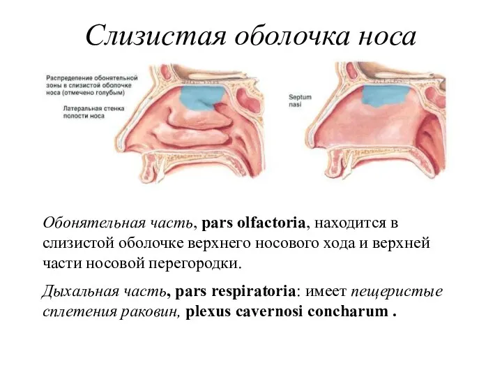 Слизистая оболочка носа Обонятельная часть, pars olfactoria, находится в слизистой