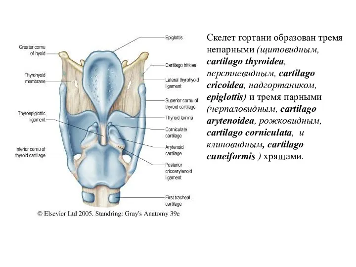Скелет гортани образован тремя непарными (щитовидным, cartilago thyroidea, перстневидным, cartilago