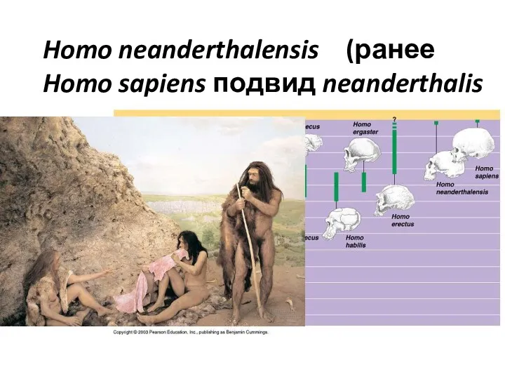 Homo neanderthalensis (Europe: 200,000-40,000 ybp) Formerly Homo sapiens subspecies neanderthalis