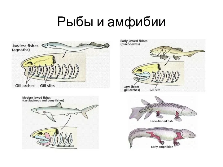 Рыбы и амфибии