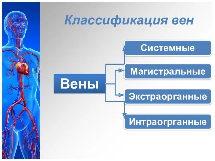 Классификация вен Вены Системные Экстраорганные Интраогрганные Магистральные