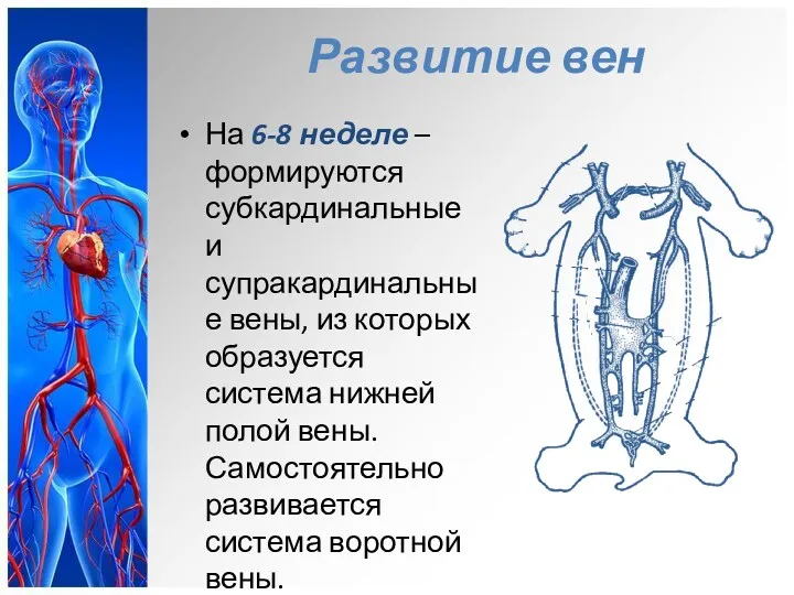 Развитие вен На 6-8 неделе – формируются субкардинальные и супракардинальные