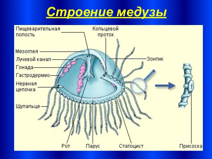 Строение медузы