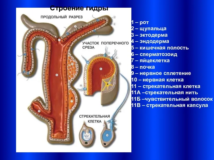 Строение гидры 1 – рот 2 – щупальца 3 –