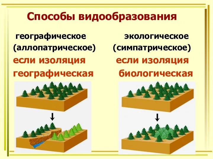 Способы видообразования географическое экологическое (аллопатрическое) (симпатрическое) если изоляция если изоляция географическая биологическая