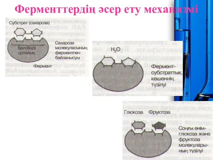 Ферменттердің әсер ету механизмі