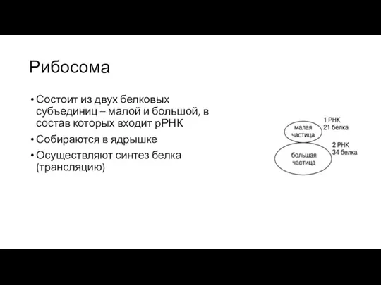 Рибосома Состоит из двух белковых субъединиц – малой и большой,