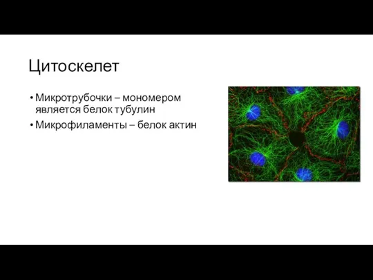 Цитоскелет Микротрубочки – мономером является белок тубулин Микрофиламенты – белок актин