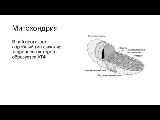 Митохондрия В ней протекает аэробный тип дыхания, в процессе которого образуется АТФ