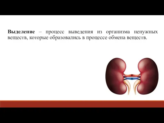 Выделение – процесс выведения из организма ненужных веществ, которые образовались в процессе обмена веществ.