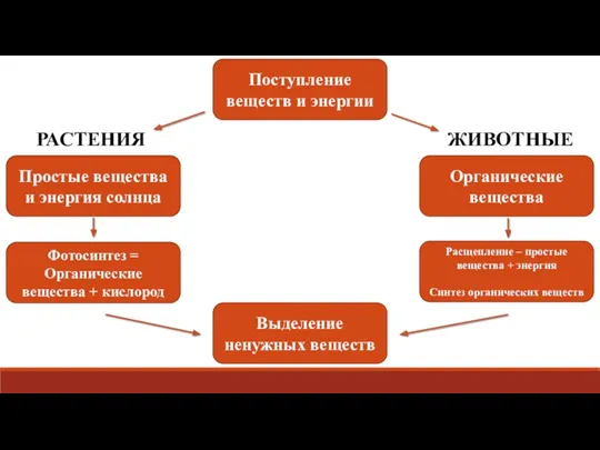 Поступление веществ и энергии Органические вещества Расщепление – простые вещества