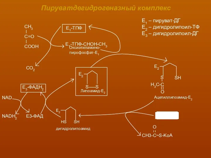 Пируватдегидрогеназный комплекс СО2 Е3-ФАД NAD NADH2 Е1 – пируват-ДГ Е2 – дигидролипоил-ТФ Е3 – дигидролипоил-ДГ