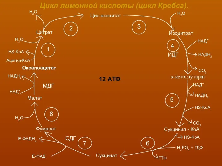 Цикл лимонной кислоты (цикл Кребса). Цис-аконитат Изоцитрат Сукцинил - КоА