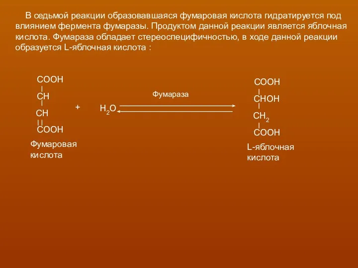 В седьмой реакции образовавшаяся фумаровая кислота гидратируется под влиянием фермента