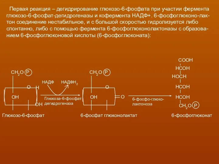 Первая реакция – дегидрирование глюкозо-6-фосфата при участии фермента глюкозо-6-фосфат-дегидрогеназы и