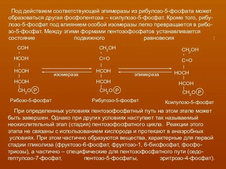 Под действием соответствующей эпимеразы из рибулозо-5-фосфата может образоваться другая фосфопентоза