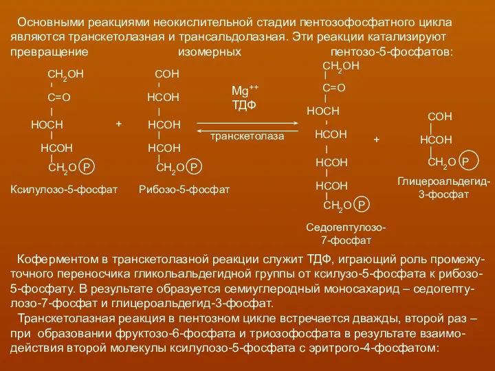 Основными реакциями неокислительной стадии пентозофосфатного цикла являются транскетолазная и трансальдолазная.