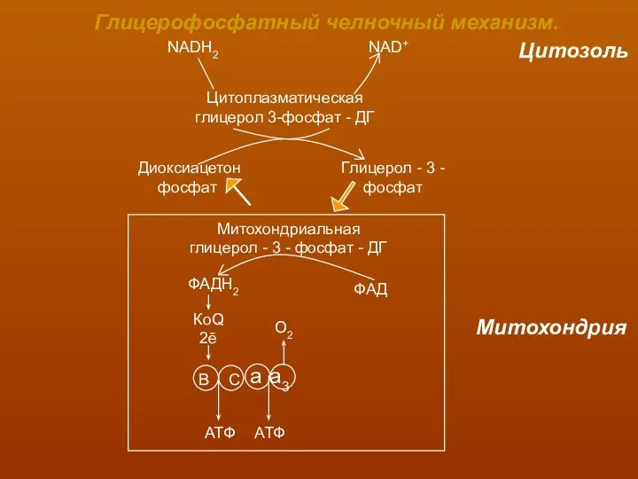 Глицерофосфатный челночный механизм. NADH2 NAD+ Цитозоль Цитоплазматическая глицерол 3-фосфат -