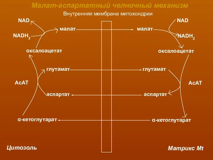 Внутренняя мембрана митохондрии Цитозоль Матрикс Mt малат малат оксалоацетат оксалоацетат