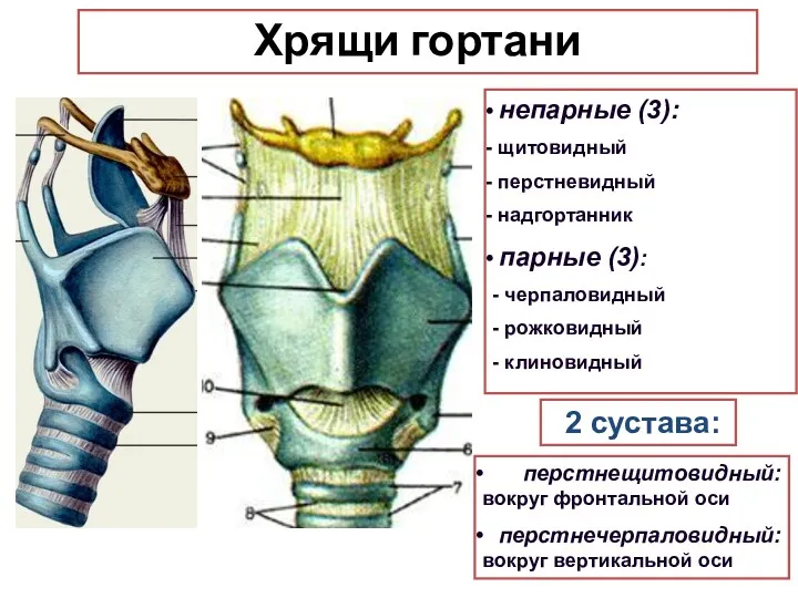 Хрящи гортани непарные (3): щитовидный перстневидный надгортанник парные (3): - черпаловидный - рожковидный