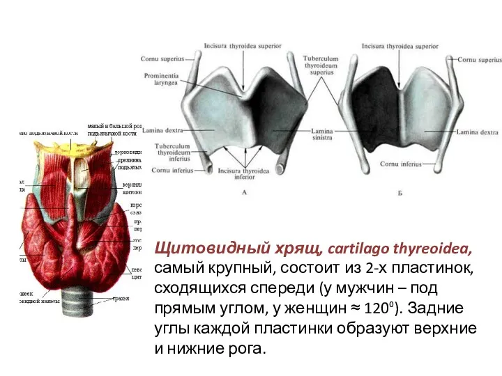 Щитовидный хрящ, cartilago thyreoidea, самый крупный, состоит из 2-х пластинок, сходящихся спереди (у