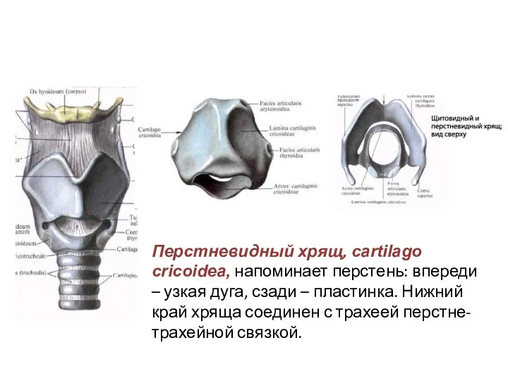 Перстневидный хрящ, cartilago cricoidea, напоминает перстень: впереди – узкая дуга, сзади – пластинка.