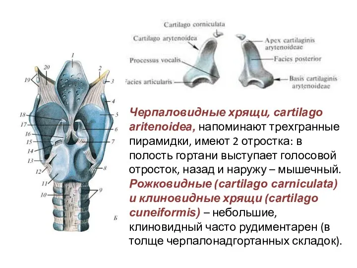Черпаловидные хрящи, cartilago aritenoidea, напоминают трехгранные пирамидки, имеют 2 отростка: в полость гортани