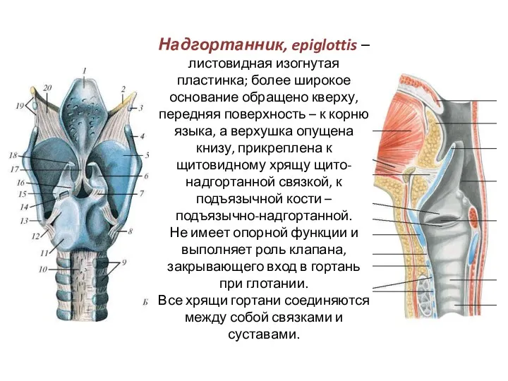 Надгортанник, epiglottis – листовидная изогнутая пластинка; более широкое основание обращено кверху, передняя поверхность