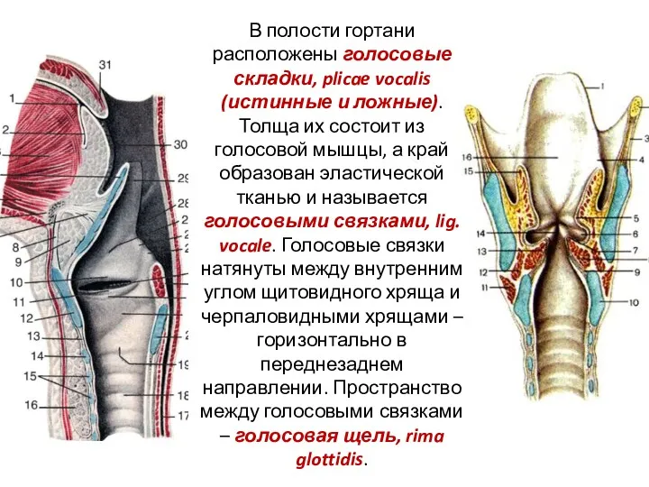 В полости гортани расположены голосовые складки, plicae vocalis (истинные и ложные). Толща их