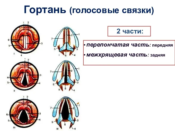 Гортань (голосовые связки) 2 части: перепончатая часть: передняя межхрящевая часть: задняя