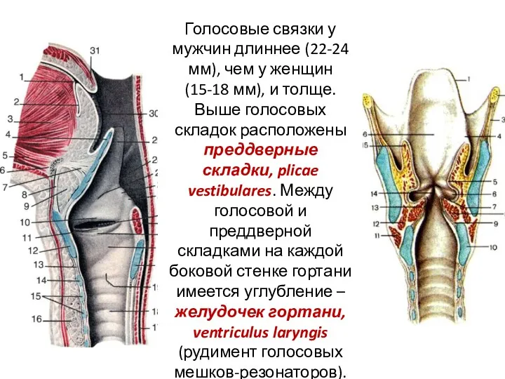 Голосовые связки у мужчин длиннее (22-24 мм), чем у женщин