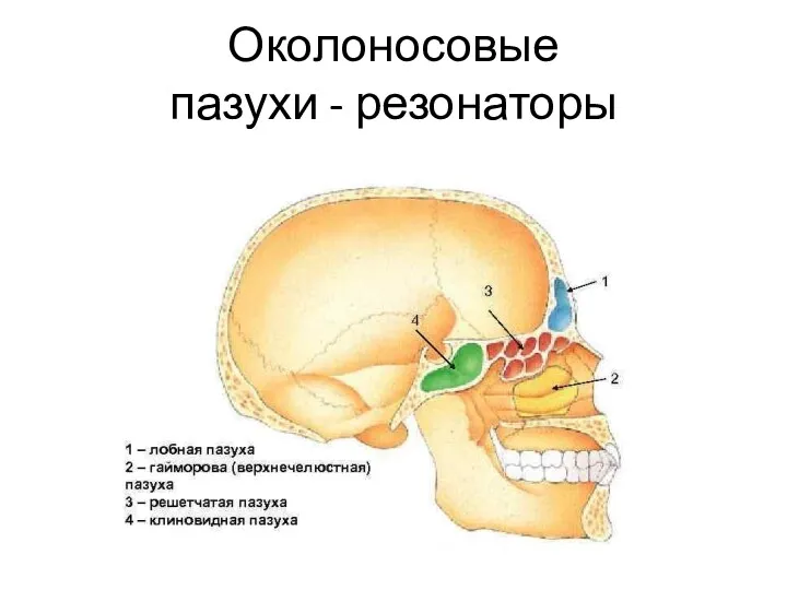 Околоносовые пазухи - резонаторы