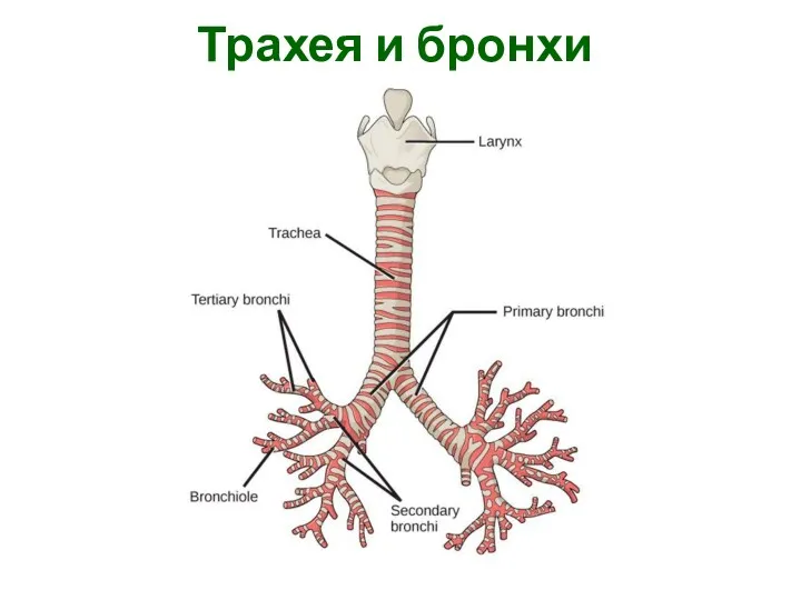 Трахея и бронхи