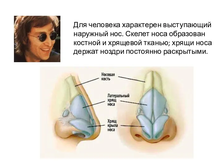 Для человека характерен выступающий наружный нос. Скелет носа образован костной и хрящевой тканью;