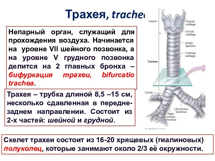 Трахея, trachea Непарный орган, служащий для прохождения воздуха. Начинается на