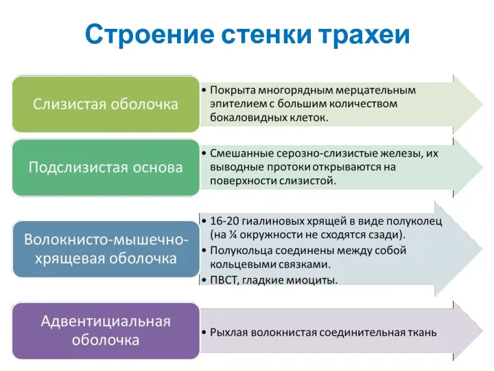 Строение стенки трахеи