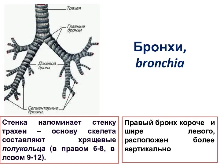 Бронхи, bronchia Стенка напоминает стенку трахеи – основу скелета составляют хрящевые полукольца (в