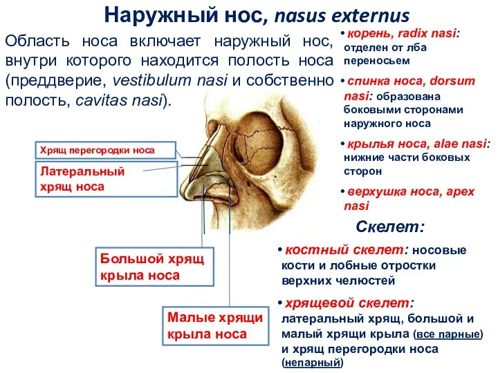 Наружный нос, nasus externus Область носа включает наружный нос, внутри которого находится полость