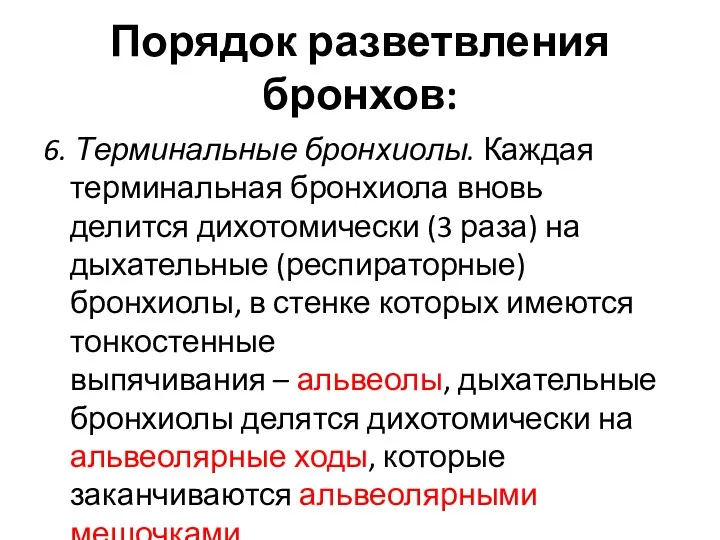 Порядок разветвления бронхов: 6. Терминальные бронхиолы. Каждая терминальная бронхиола вновь делится дихотомически (3