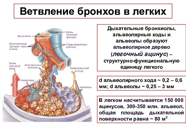 Ветвление бронхов в легких Дыхательные бронхиолы, альвеолярные ходы и альвеолы