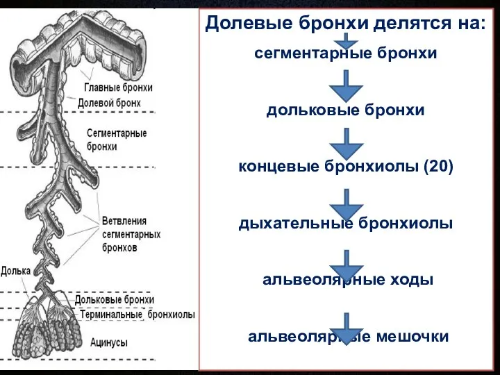 Долевые бронхи делятся на: сегментарные бронхи дольковые бронхи концевые бронхиолы (20) дыхательные бронхиолы