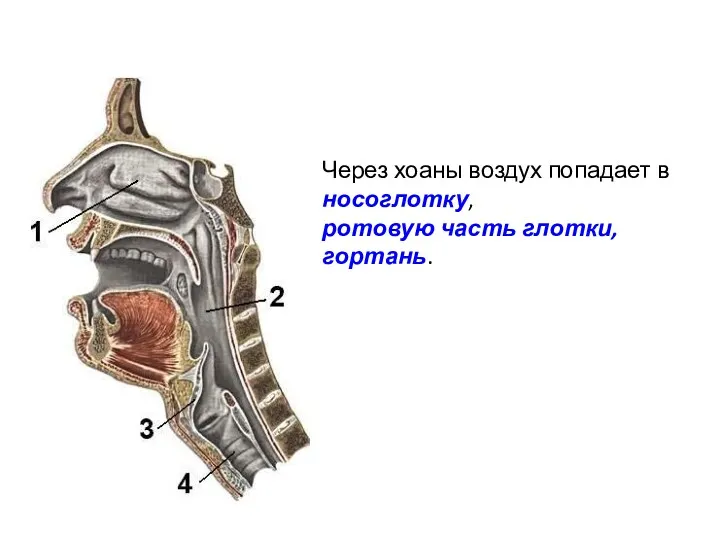 Через хоаны воздух попадает в носоглотку, ротовую часть глотки, гортань.