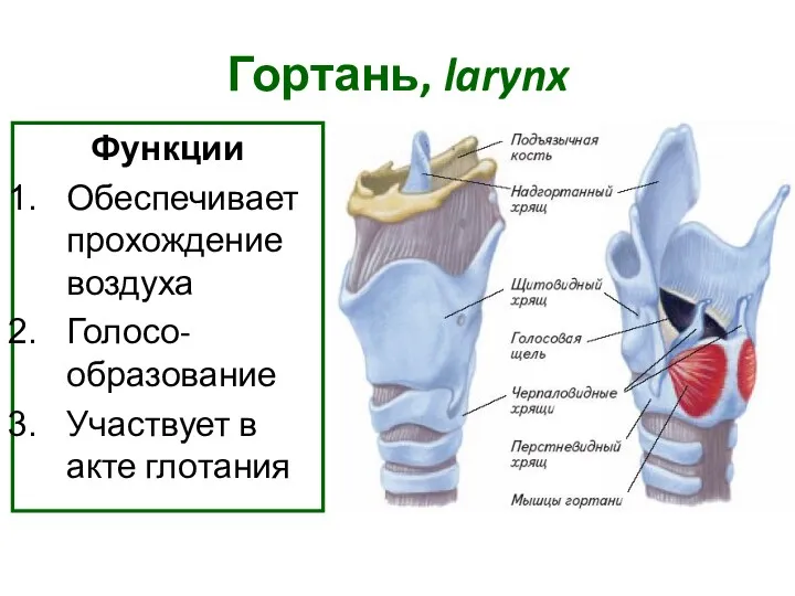 Гортань, larynx Функции Обеспечивает прохождение воздуха Голосо-образование Участвует в акте глотания