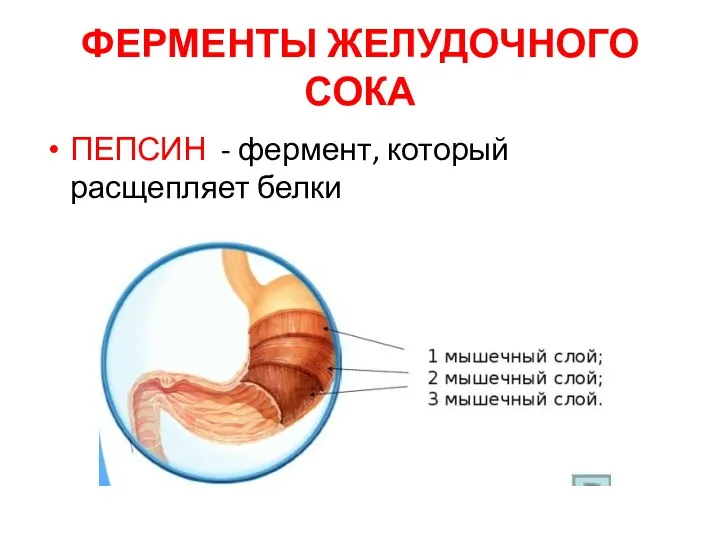 ФЕРМЕНТЫ ЖЕЛУДОЧНОГО СОКА ПЕПСИН - фермент, который расщепляет белки